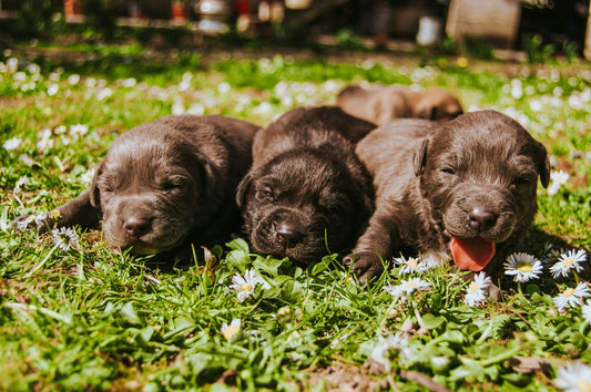 New Dog Mom’s Guide: Essentials for the First Year - BarkiesNGoodies