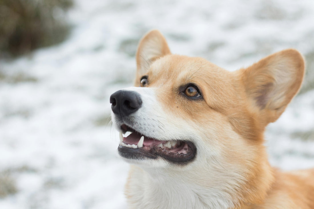 Puppy Love and Healthy Treats: Keeping Your Dogs Happy All Winter Long - BarkiesNGoodies