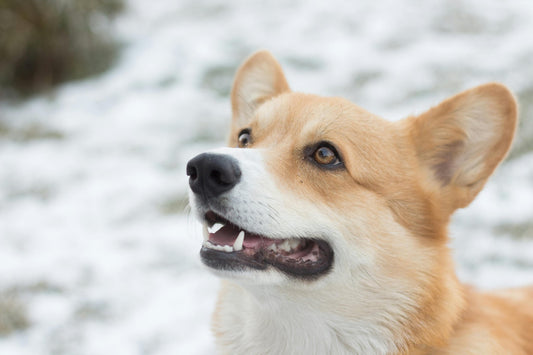 Puppy Love and Healthy Treats: Keeping Your Dogs Happy All Winter Long - BarkiesNGoodies